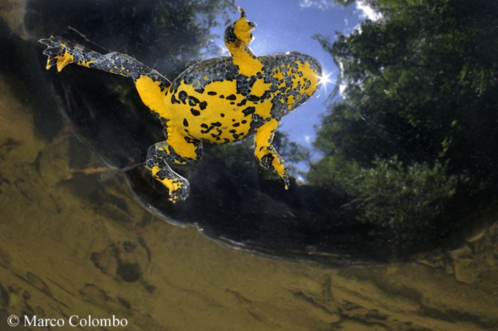 Ululone appenninico (Bombina pachypus) sott''acqua